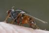 Lispocephala brachialis